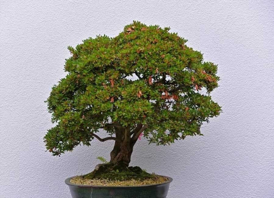 fikus bonsai przesadzanie
