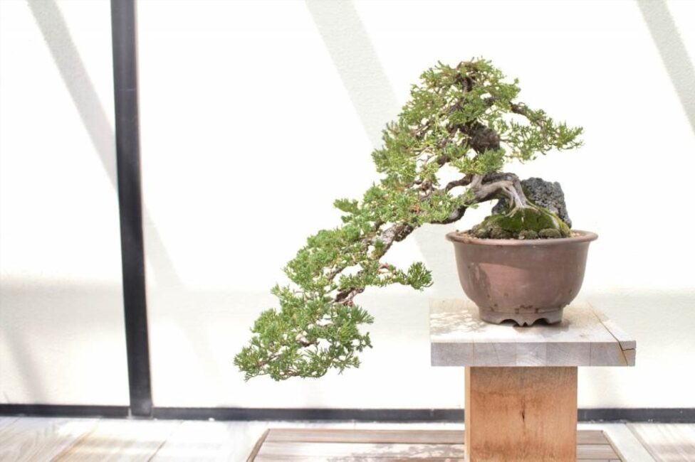 jak przesadzić fikusa bonsai