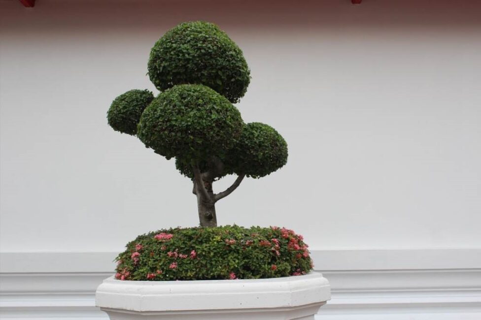 jak zrobić bonsai z bukszpanu